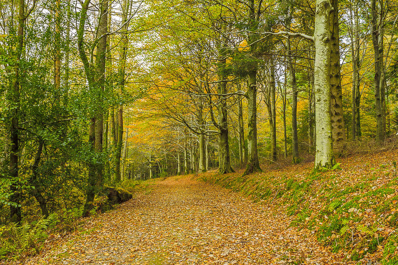 Lanthwaite Wood Lanthwaite Wood